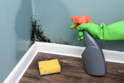 Dealing with Mould